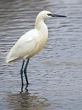 White Morph Reddish Egret_34346